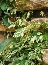 Winobluszcz pięciolistkowy (Parthenocissus quinquefolia)  Star Showers